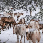 Reindeer in snowy forest in Lapland Finland during winter