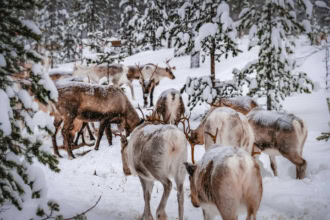 Reindeer in snowy forest in Lapland Finland during winter
