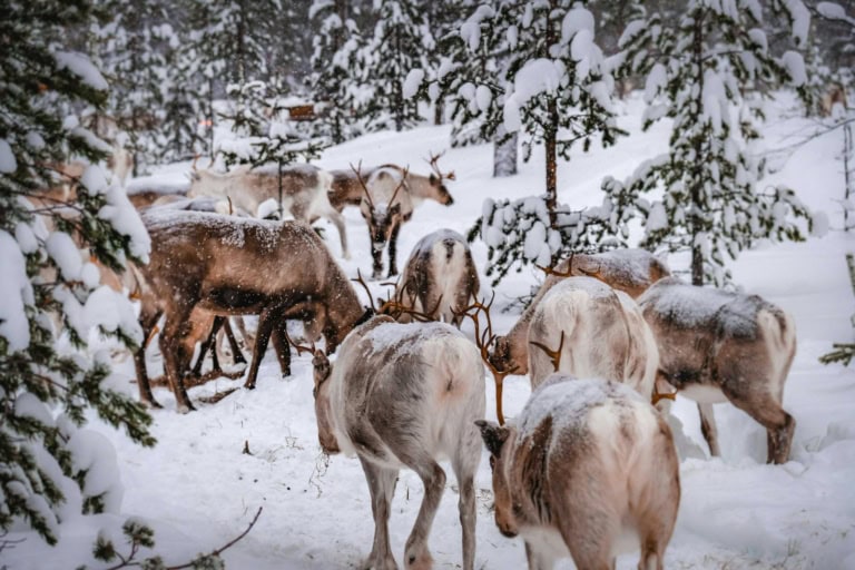 Visiting Santa in Lapland: Complete Travel Guide, Costs & Tips