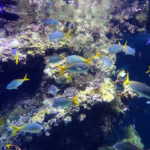 Aquarium inside the Monaco Oceanographic Museum