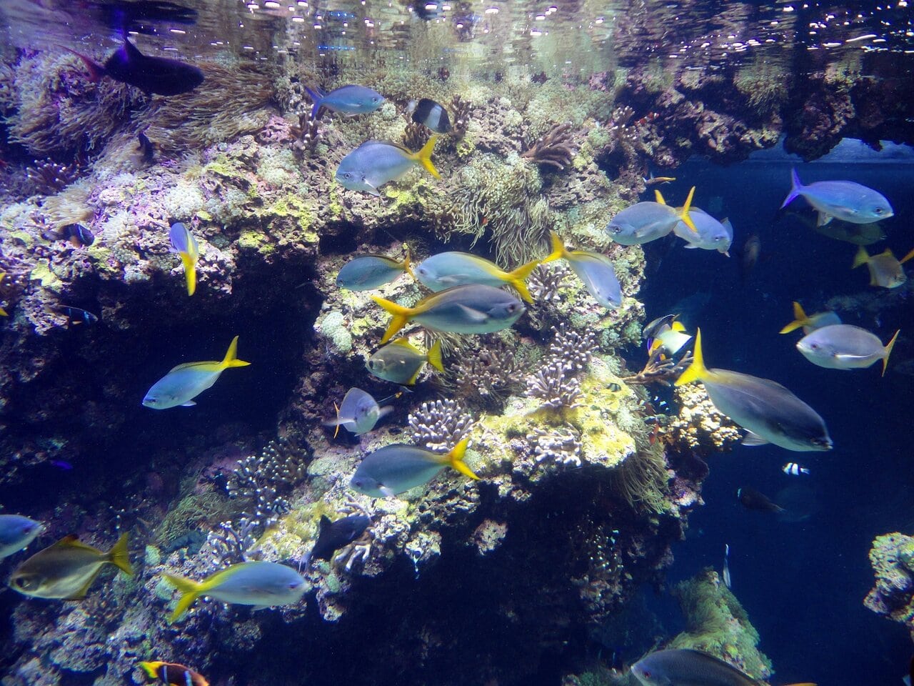 Aquarium inside the Monaco Oceanographic Museum