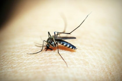 Mosquito biting human skin which can transmit malaria in tropical regions