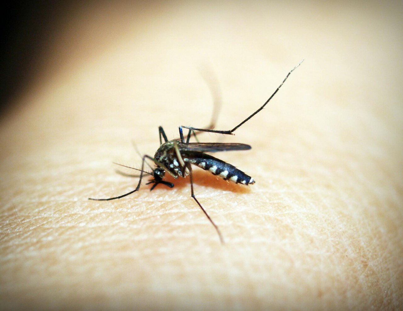 Mosquito biting human skin which can transmit malaria in tropical regions