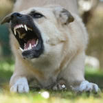 Aggressive dog showing teeth and barking, illustrating rabies risk from dog bites while travelling