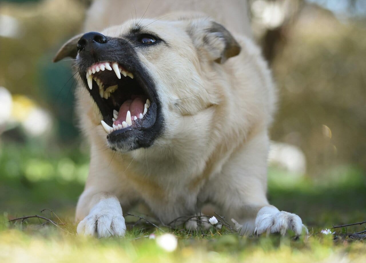 Aggressive dog showing teeth and barking, illustrating rabies risk from dog bites while travelling