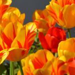 Bright yellow and red tulips blooming during spring sunshine