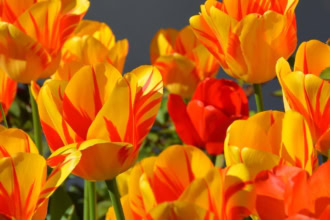 Bright yellow and red tulips blooming during spring sunshine
