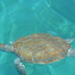Swimming with a sea turtle in clear water in Barbados