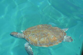 Swimming with a sea turtle in clear water in Barbados