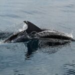 Dolphins swimming in the Strait of Gibraltar during a boat tour
