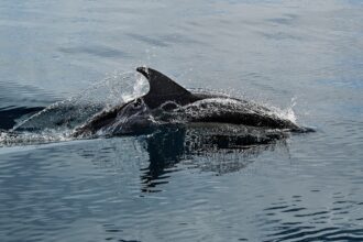 Dolphins swimming in the Strait of Gibraltar during a boat tour