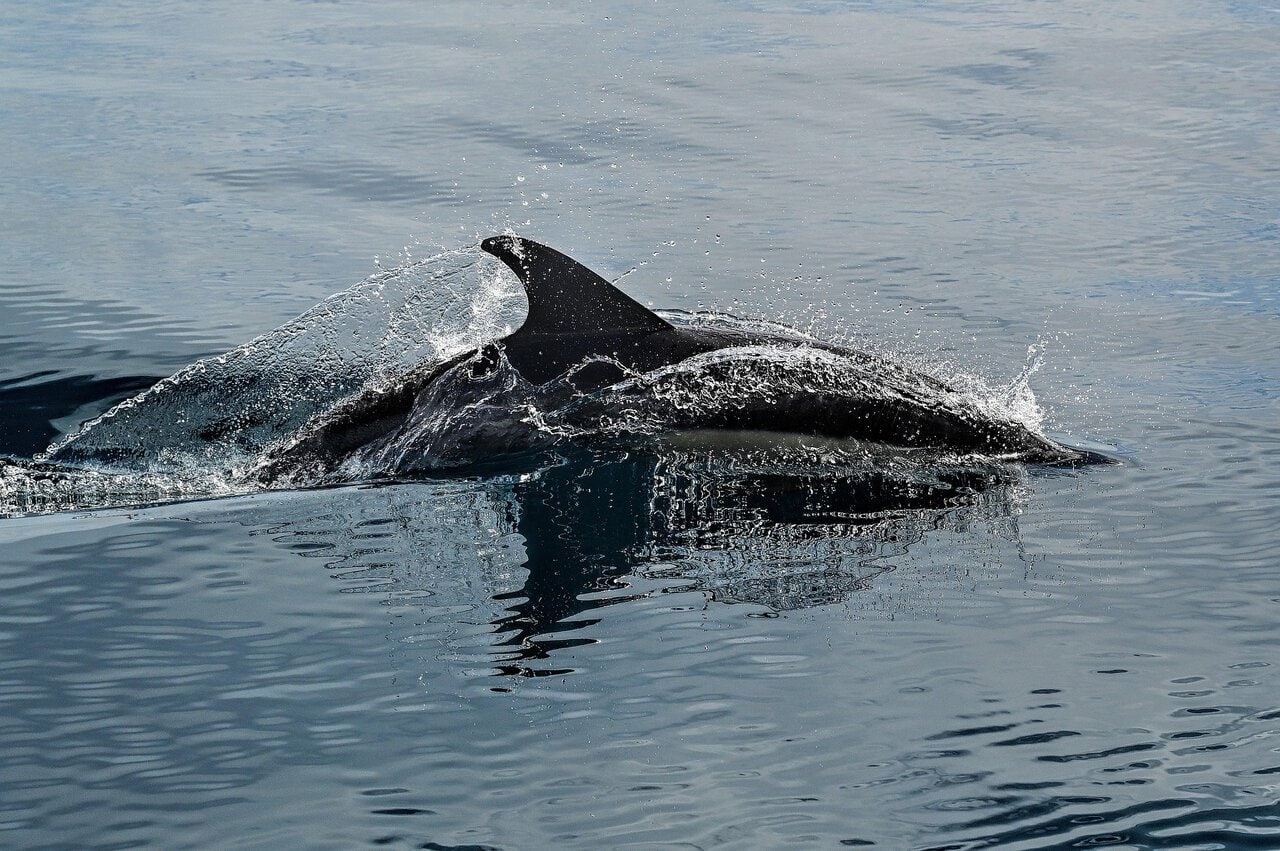 Dolphins swimming in the Strait of Gibraltar during a boat tour