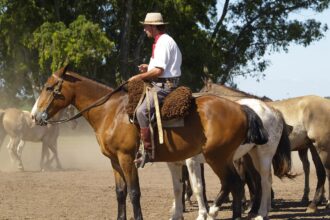 Gaucho riding horse at estancia ranch near Buenos Aires Argentina