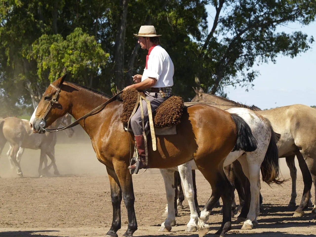 Gaucho riding horse at estancia ranch near Buenos Aires Argentina