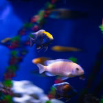 Fish inside Malta National Aquarium St Paulโs Bay