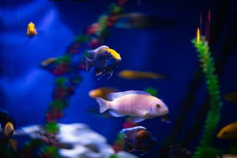 Malta National Aquarium Guide: Tickets, Prices & Tips