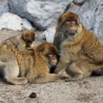 Barbary macaques in Gibraltar Upper Rock Nature Reserve