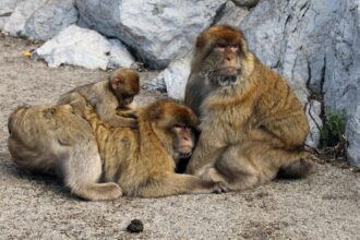 Barbary macaques in Gibraltar Upper Rock Nature Reserve