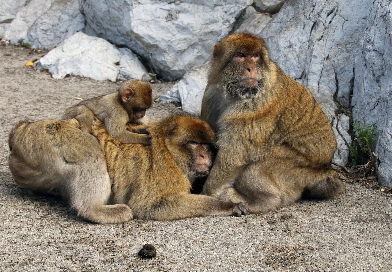 Barbary macaques in Gibraltar Upper Rock Nature Reserve