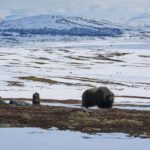 Musk oxen standing on snowy Dovrefjell plateau in Norway
