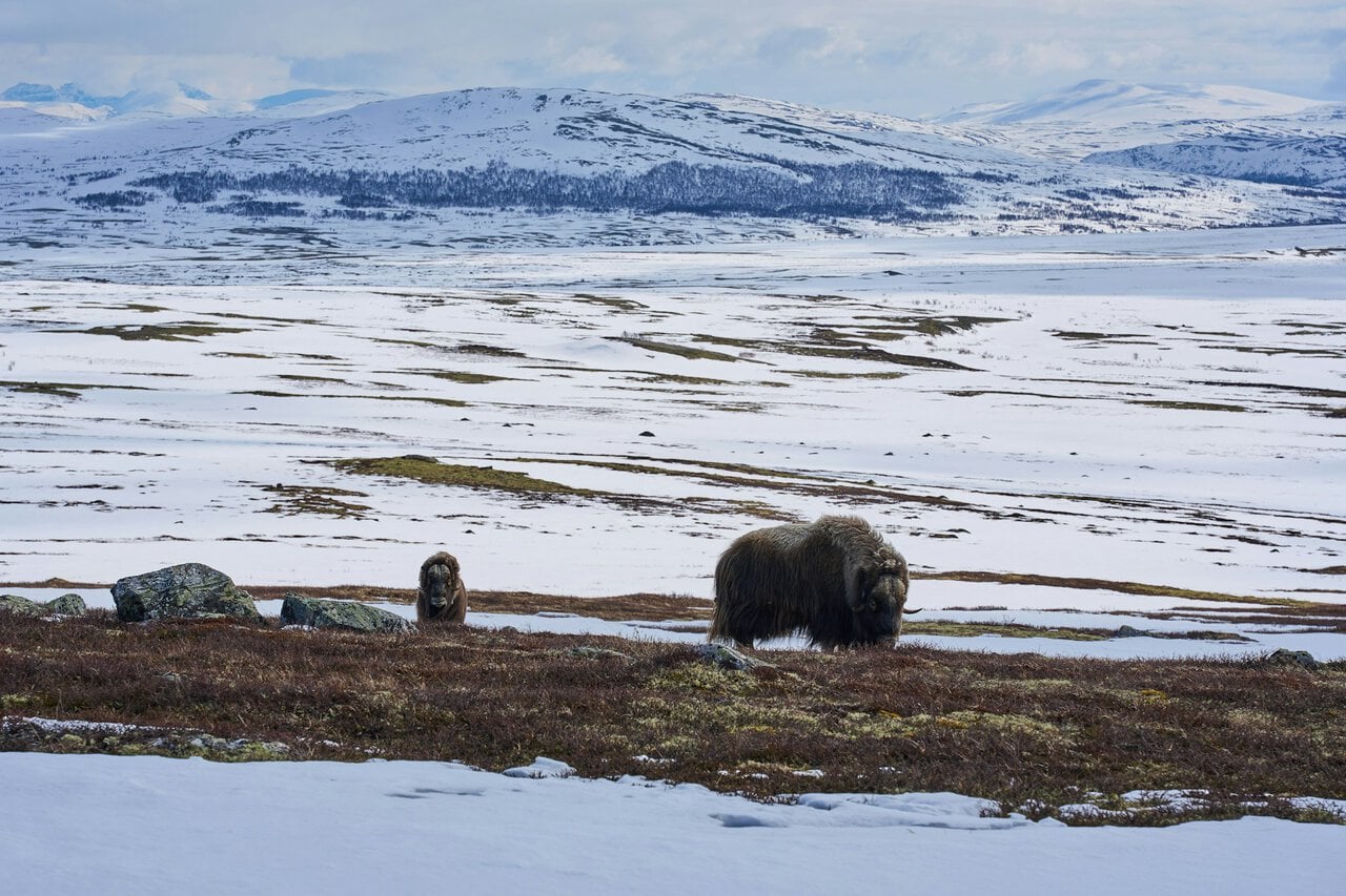 Musk oxen standing on snowy Dovrefjell plateau in Norway