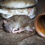 Brown rat inside an old rural building near kitchen containers and wooden surfaces