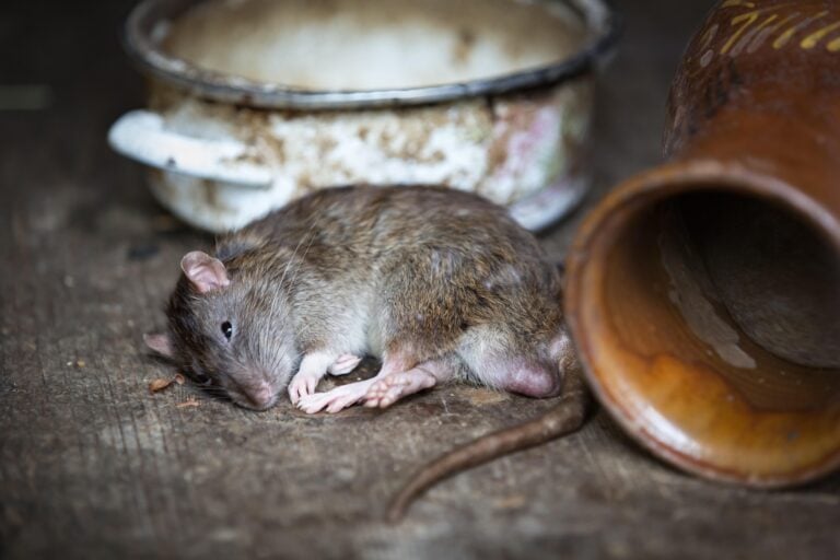 Hantavirus Travel Guide 2026: Symptoms, Risks & Traveller Safety Tips