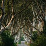The Dark Hedges near Ballymoney, one of the best day trips from Belfast