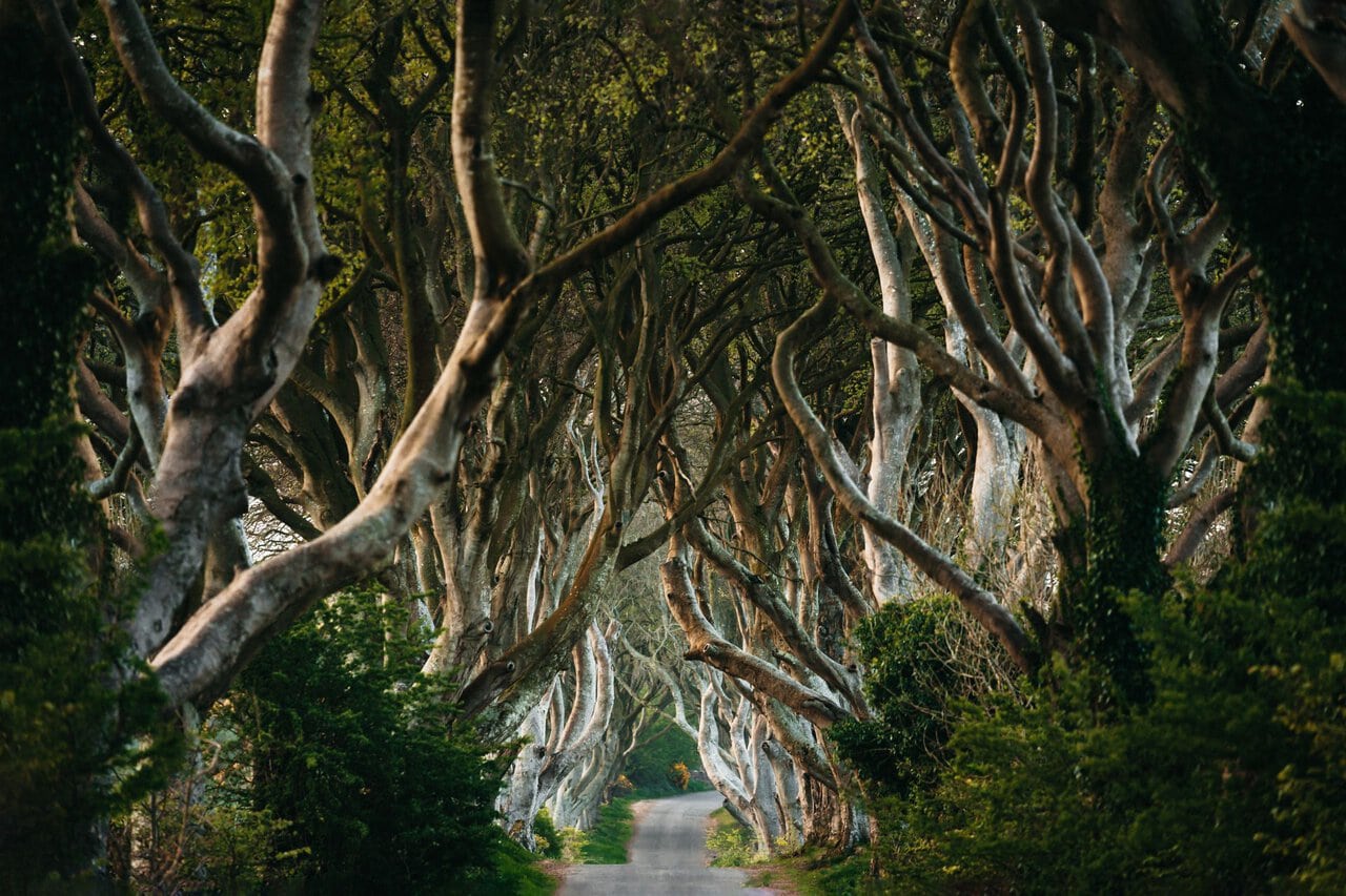 The Dark Hedges near Ballymoney, one of the best day trips from Belfast