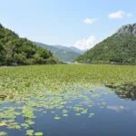 Water lilies covering the tranquil waters of Lake Skadar National Park