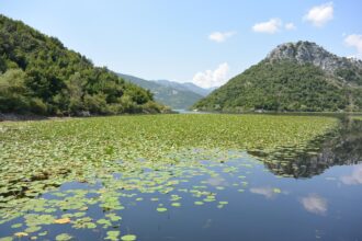 Water lilies covering the tranquil waters of Lake Skadar National Park
