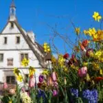 Spring flowers in front of a traditional historic building in Strasbourg