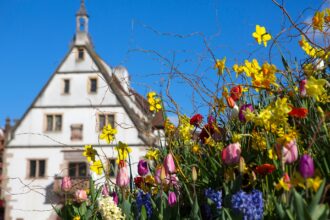 Spring flowers in front of a traditional historic building in Strasbourg