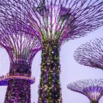 Gardens by the Bay Supertrees in Singapore, one of the best things to do in Singapore