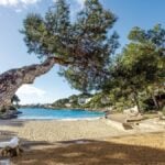Small sandy cove with pine trees on Mallorca's east coast