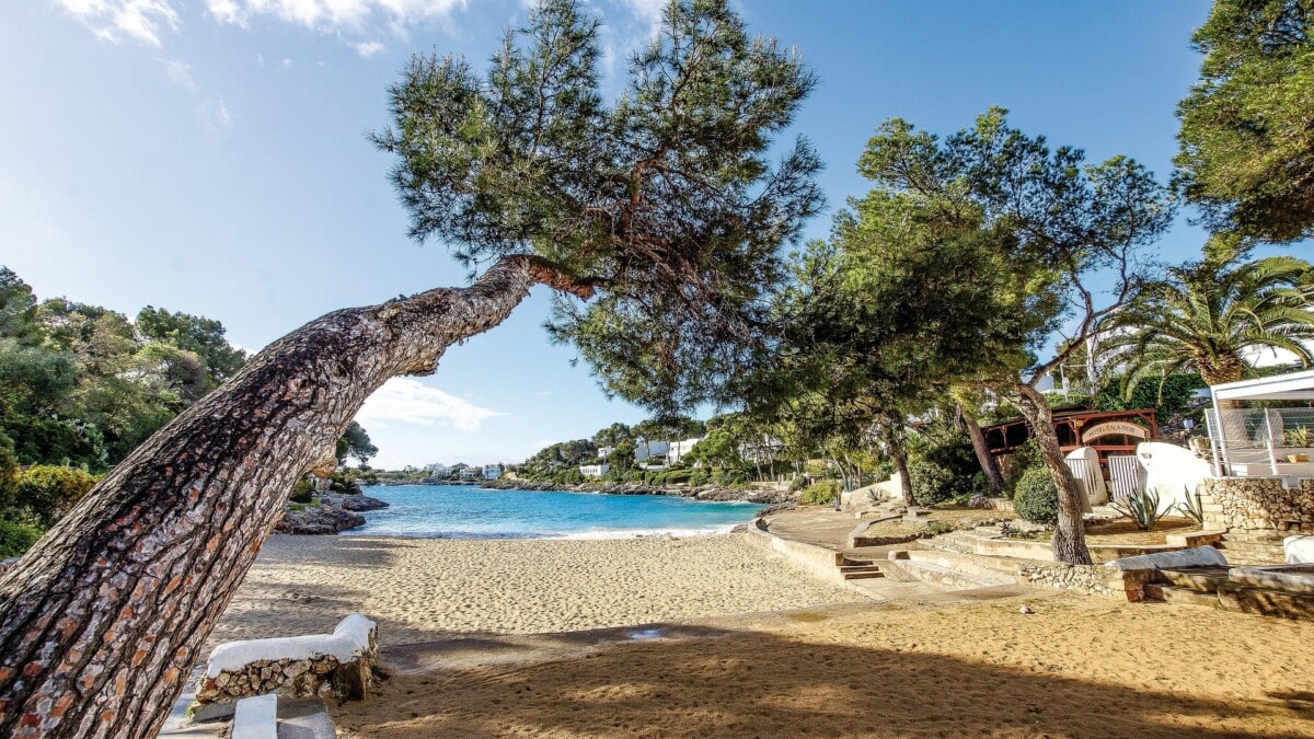 Small sandy cove with pine trees on Mallorca's east coast