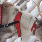 Reindeer wearing a traditional red harness in snowy Rovaniemi