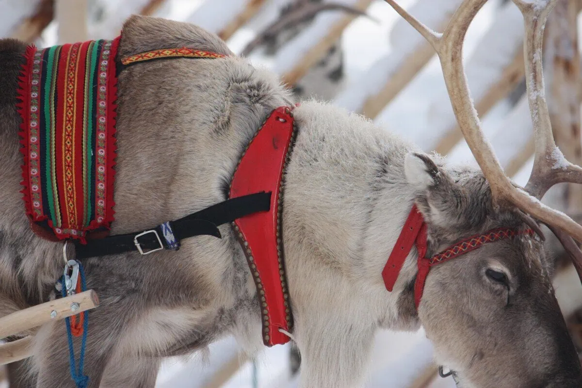 Reindeer wearing a traditional red harness in snowy Rovaniemi