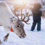Reindeer standing in deep snow near Tromsø in northern Norway