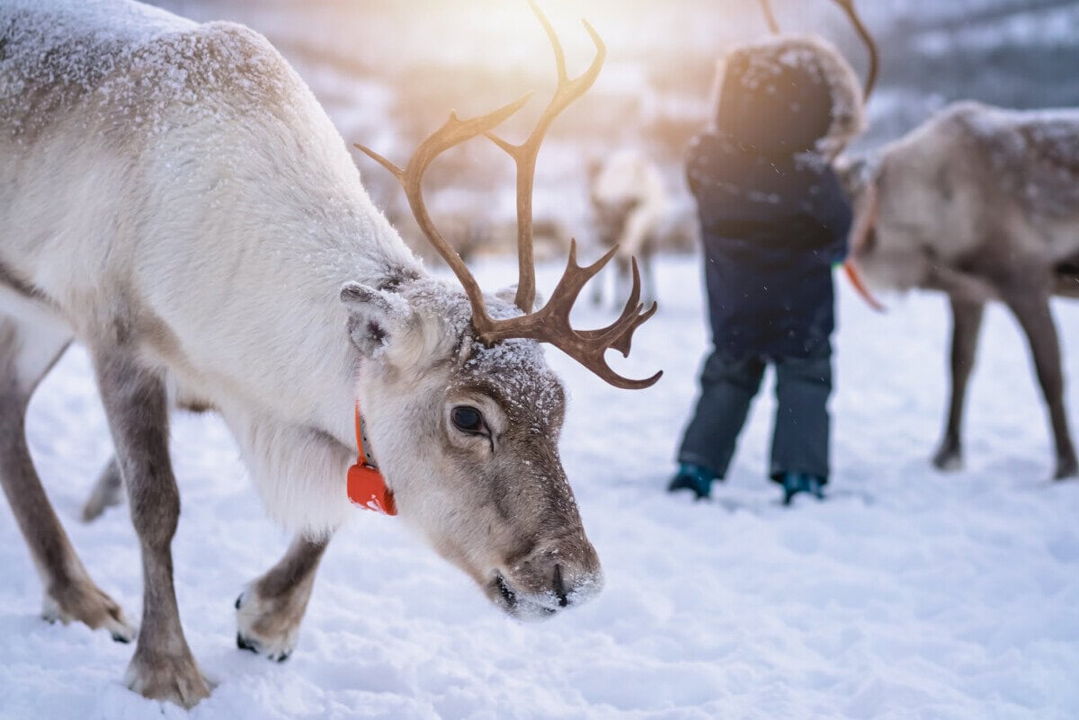 Reindeer standing in deep snow near Tromsø in northern Norway