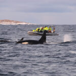 Orcas swimming beside a whale-watching boat near Tromsø in northern Norway