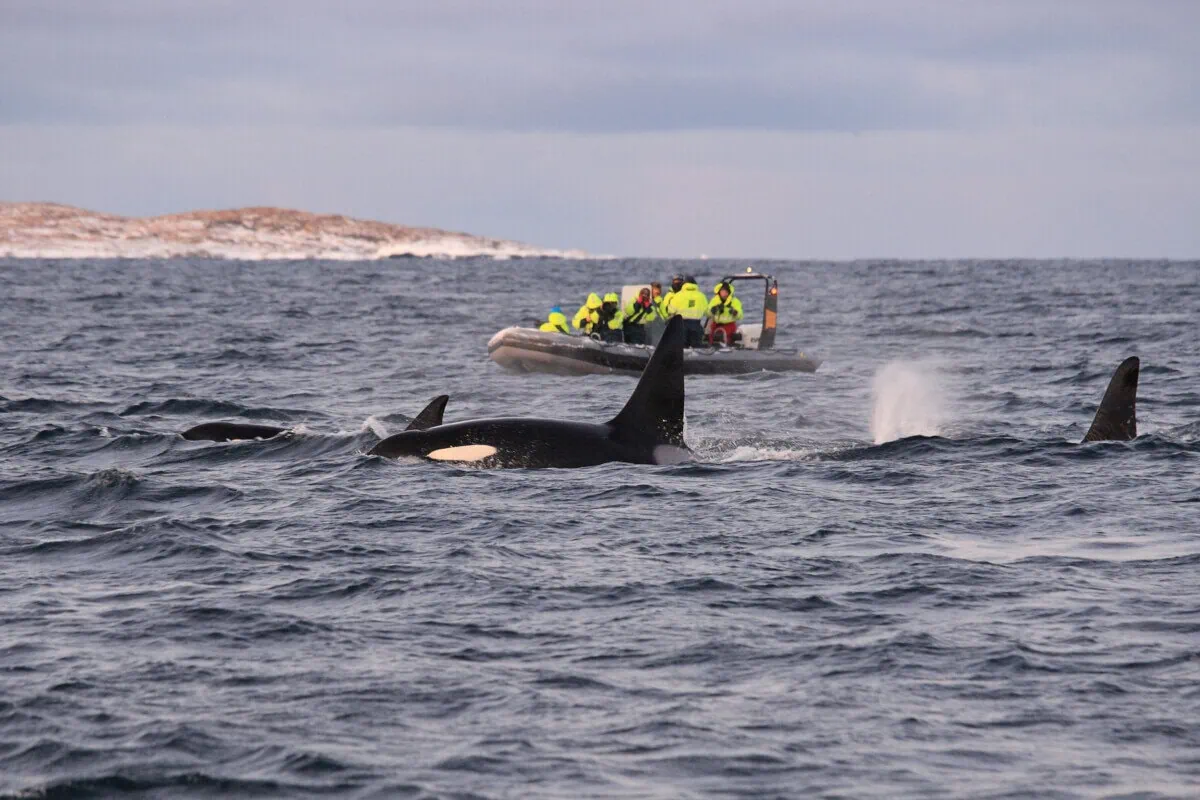 Orcas swimming beside a whale-watching boat near Tromsø in northern Norway